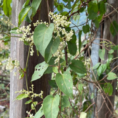 Hạt Giống Cây Hà Thủ Ô - 1kg