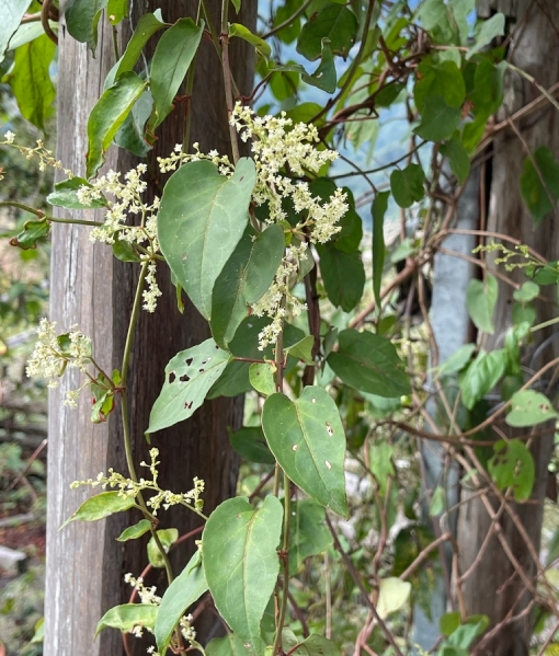 Hạt Giống Cây Hà Thủ Ô - 1kg Hạt Giống Cây Hà Thủ Ô - 1kg