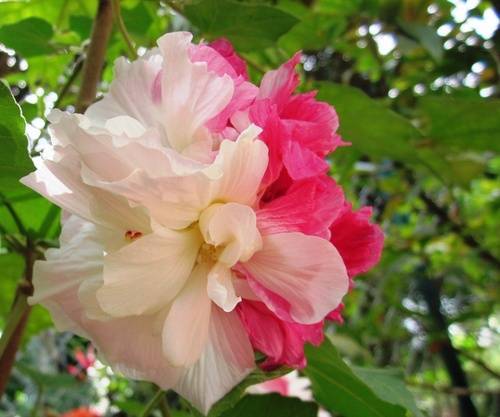 Hoa Phù Dung Hoa Phù Dung