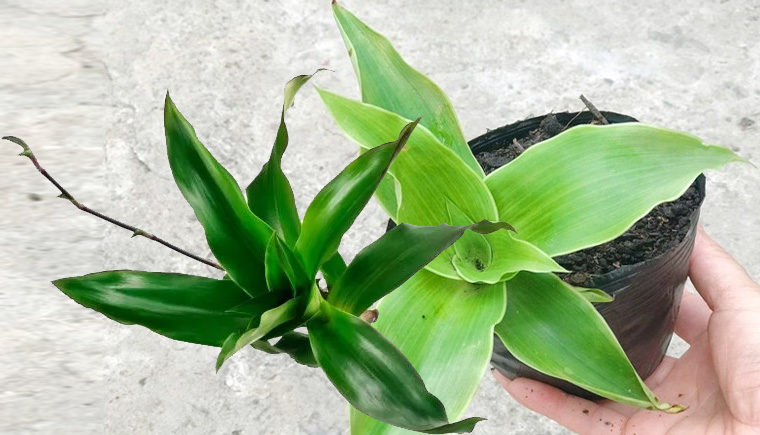 cây lược vàng - cây thảo dược quý cây lược vàng - cây thảo dược quý