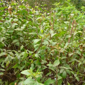 Cây lá móng tay Cây lá móng tay