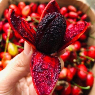 Cây quả máu ( Cây máu chó )- vị thơm ngon, còn có thể ngâm rượu