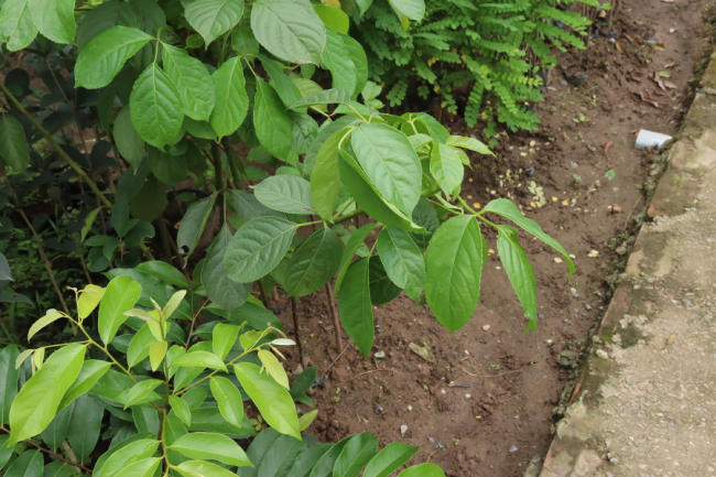 cây nhội cây nhội