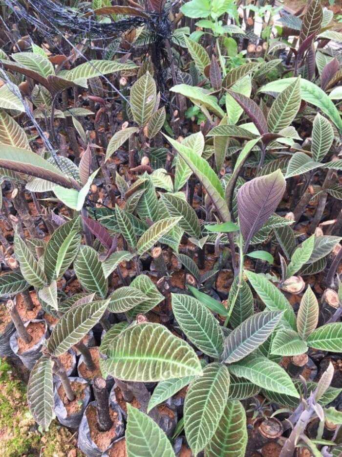 CÂY KHÔI NHUNG CÂY KHÔI NHUNG