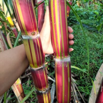 mía vàng sọc đỏ Hawaii Mỹ