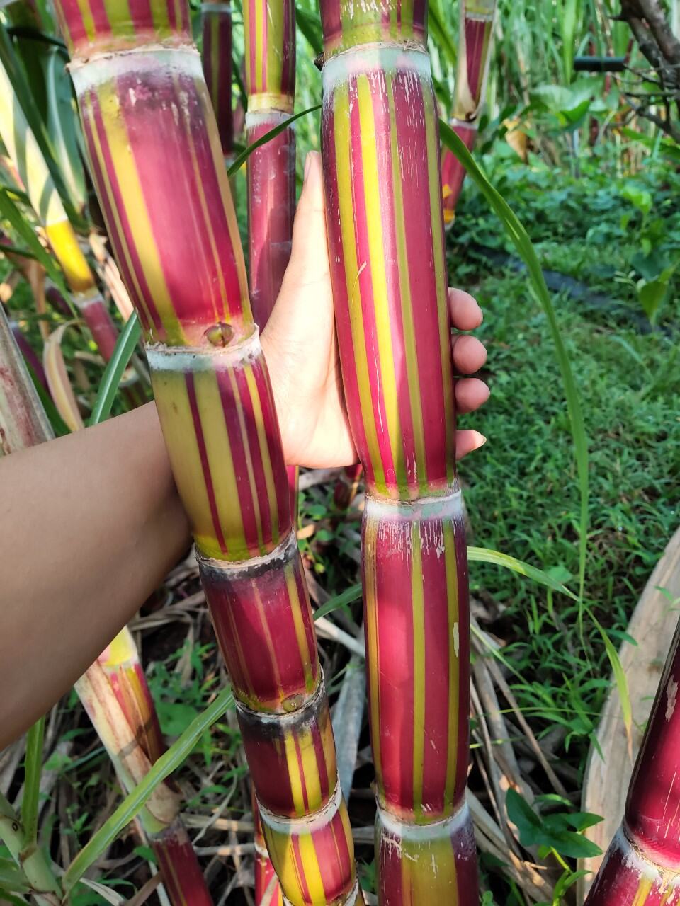 mía vàng sọc đỏ Hawaii Mỹ mía vàng sọc đỏ Hawaii Mỹ