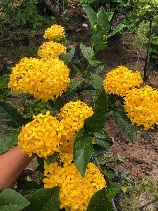 hoa mẫu đơn vàng (hoa trang vàng) hoa mẫu đơn vàng (hoa trang vàng)