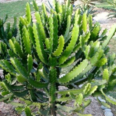 cây xương rồng 3 cạnh - xương rồng ông