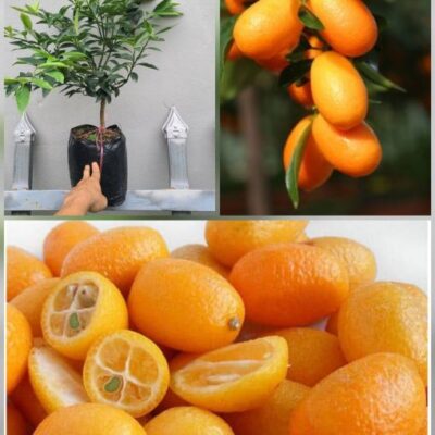 cây giống quất ngọt tứ quý