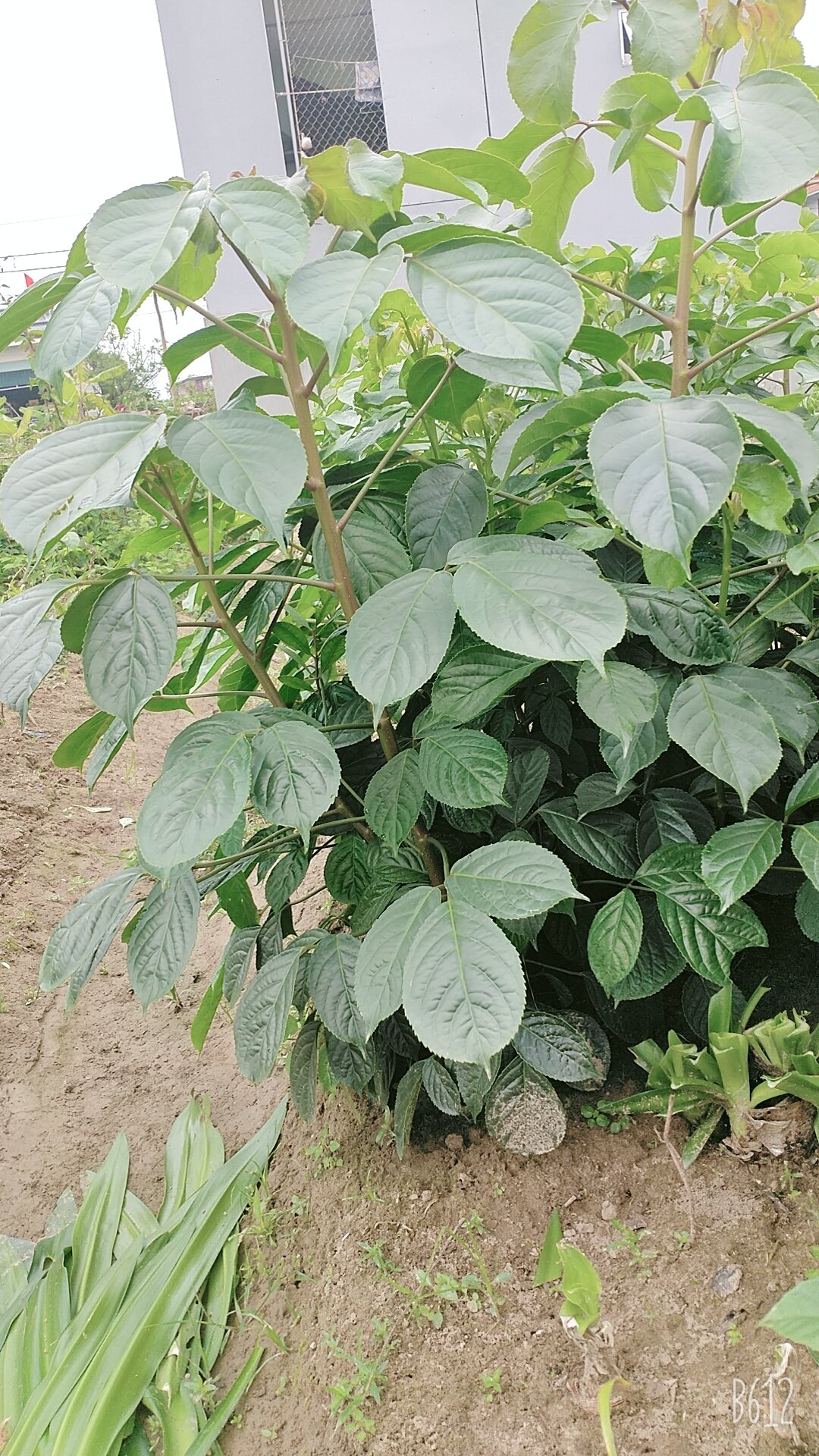 cây nhội cây nhội