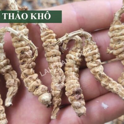 Củ Sùng Thảo (Đông Trùng Đá) KHÔ - 1KG