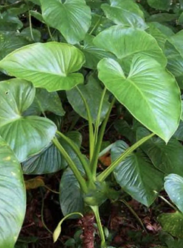 Cây Thiên niên kiện: Vị thuốc quý trị đau xương khớp Cây Thiên niên kiện: Vị thuốc quý trị đau xương khớp