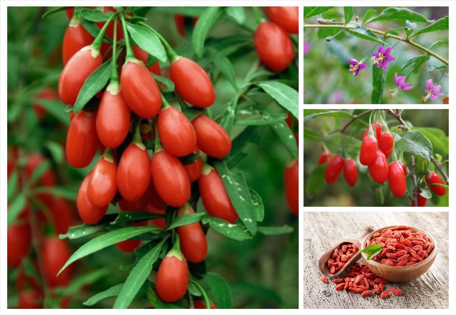 cây câu kỷ tử cây câu kỷ tử