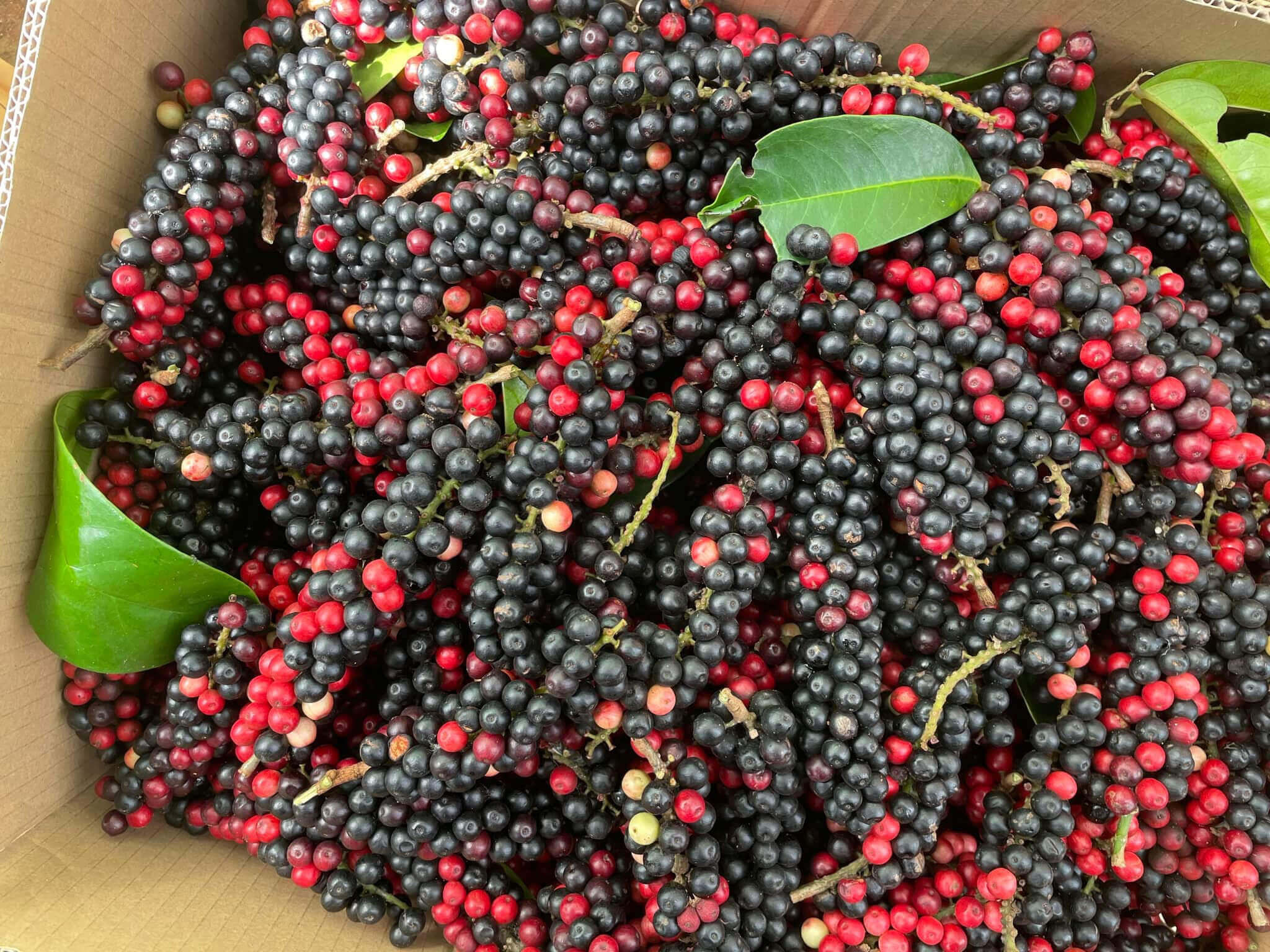 CÂY CHÒI MÒI TRÂU CÂY CHÒI MÒI TRÂU