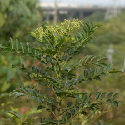 Cây ưng bất bạc ( Muồng Truổng, Hoàng Mộc Dài - Zanthoxylum avicennae ) - Vị thuốc quý ngàn năm cho lá gan người Việt