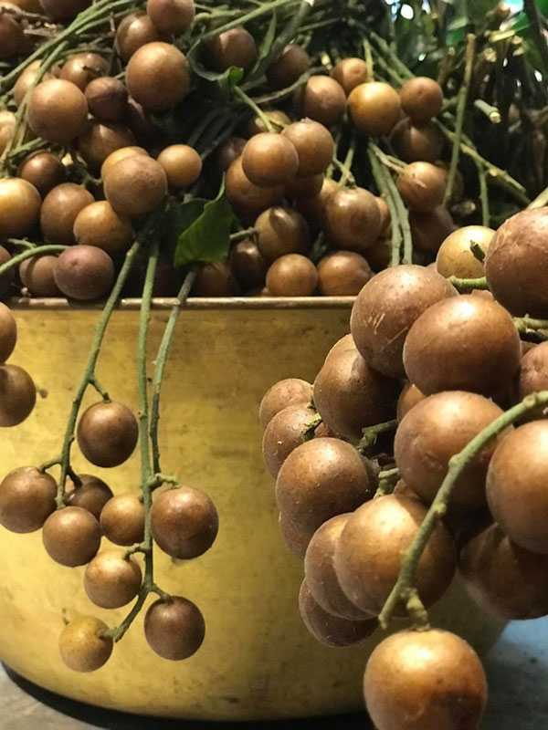 cây giống quất hồng bì cây giống quất hồng bì