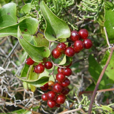 cây khúc khắc (thổ phục linh)