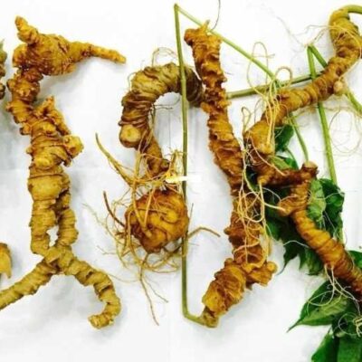 SÂM NGỌC LINH TRỒNG VIỆT NAM