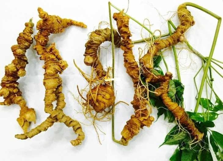 SÂM NGỌC LINH TRỒNG VIỆT NAM SÂM NGỌC LINH TRỒNG VIỆT NAM