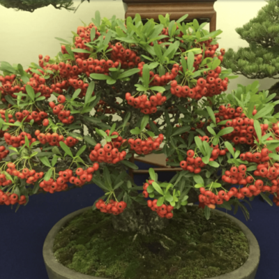 cây táo gai đỏ nghìn quả