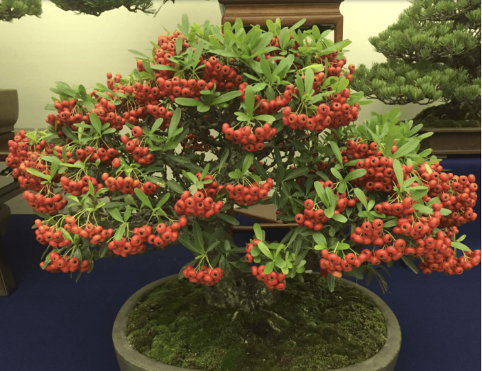 cây táo gai đỏ nghìn quả cây táo gai đỏ nghìn quả