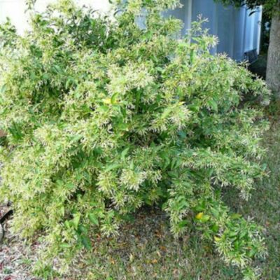 Hoa dạ lý hương hay hoa lý xiêm - loài hoa nở về đêm