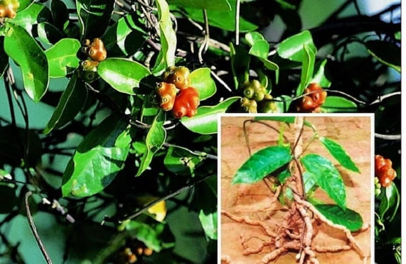 Cây giống ba kích tím Cây giống ba kích tím