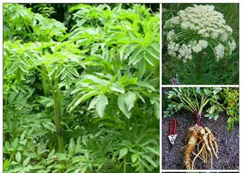 Cây Giống bạch chỉ