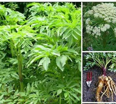 Cây Giống bạch chỉ