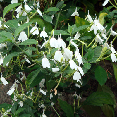 Cây Bạch Hạc ( cây kiến cò )