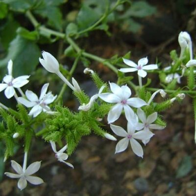 Cây Giống Bạch Hoa Xà (Đuôi Công Trắng, Cây Lá Đinh)