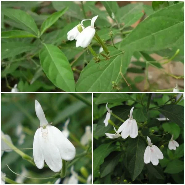 Cây Bạch Hạc ( cây kiến cò ) Cây Bạch Hạc ( cây kiến cò )