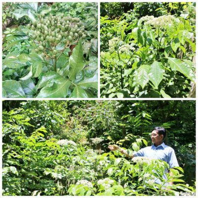 Cây Giống mú từn (cù boong nậu)