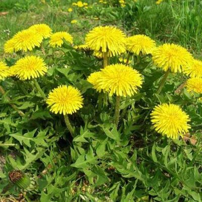 cây giống bồ công anh hoa vàng