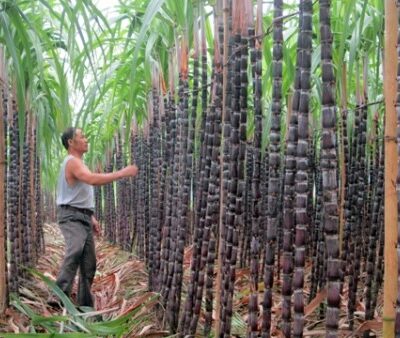 mía tím siêu mềm ngọt, vừa ăn vừa làm cảnh