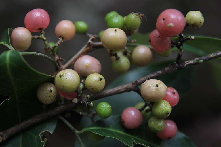 cây bưởi bung cây bưởi bung