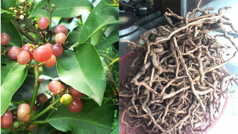 cây bưởi bung cây bưởi bung