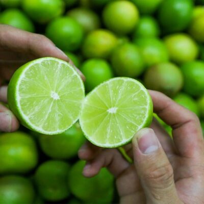 cây giống chanh không hạt chuẩn giống