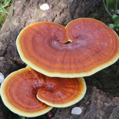 Nấm linh chi đỏ hàng nuôi trồng