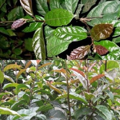 cây giống xạ đen