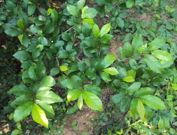 cây duối đất , cây duối cảnh giống - cây ươm bầu ổn định cây duối đất , cây duối cảnh giống - cây ươm bầu ổn định