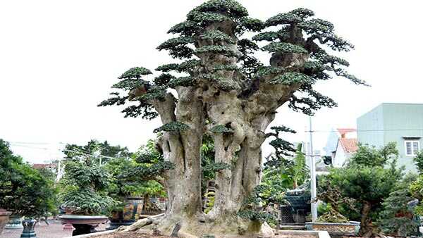 cây duối đất , cây duối cảnh giống - cây ươm bầu ổn định cây duối đất , cây duối cảnh giống - cây ươm bầu ổn định