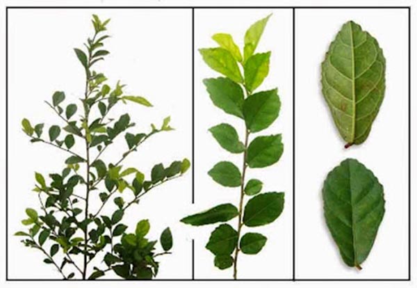 cây duối đất , cây duối cảnh giống - cây ươm bầu ổn định cây duối đất , cây duối cảnh giống - cây ươm bầu ổn định