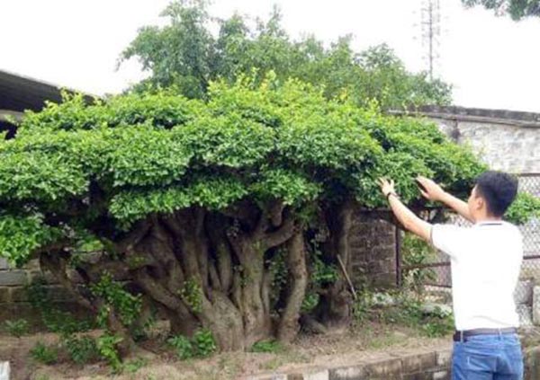 cây duối đất , cây duối cảnh giống - cây ươm bầu ổn định cây duối đất , cây duối cảnh giống - cây ươm bầu ổn định