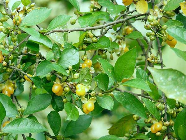 cây duối đất , cây duối cảnh giống - cây ươm bầu ổn định cây duối đất , cây duối cảnh giống - cây ươm bầu ổn định