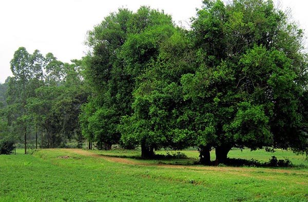 cây duối đất , cây duối cảnh giống - cây ươm bầu ổn định cây duối đất , cây duối cảnh giống - cây ươm bầu ổn định