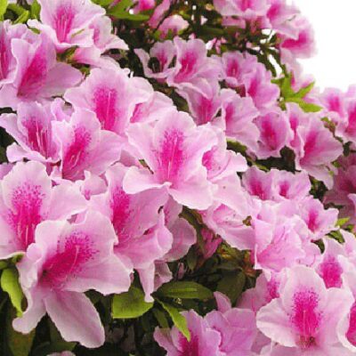 hoa đỗ quyên ta rừng lá to