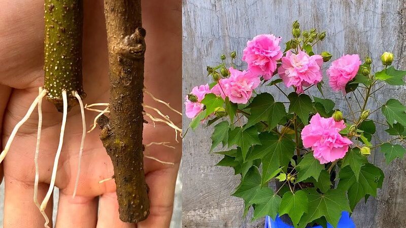 Hoa Phù Dung Hoa Phù Dung