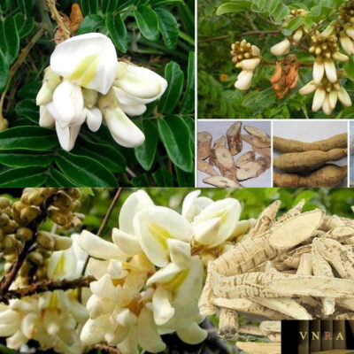 bầu cây giống cây cát sâm (Cây Sâm Nam)