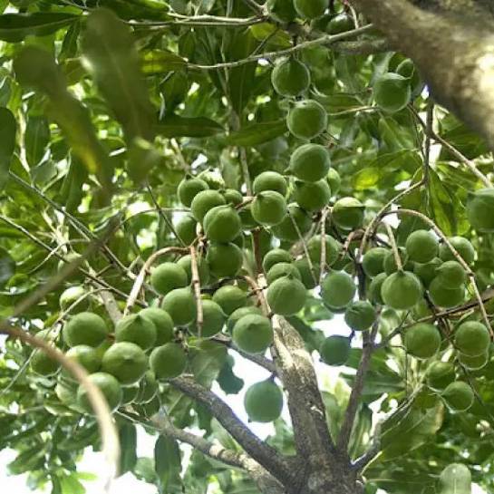 cây sổ bà rừng cây sổ bà rừng